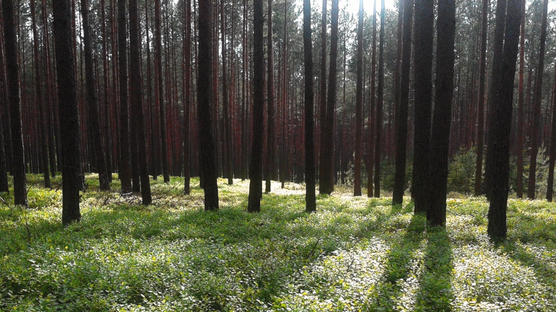 The Forest Pavilion Hannover