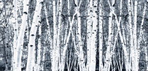 Betula utilis jacquemontii