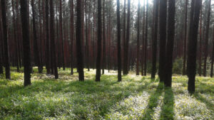 The Forest Pavilion Hannover